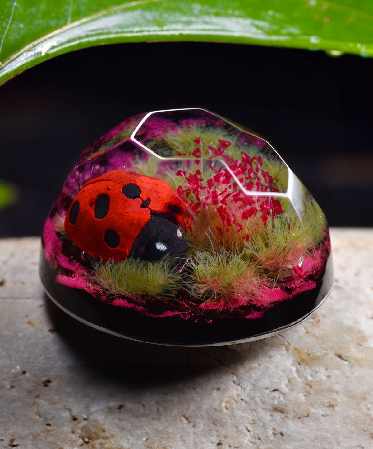 Ladybug  (TOP)